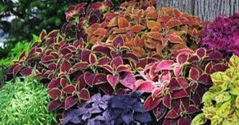 Coleus